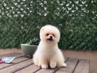 Sağlık Ve Irk Garantili Pomeranian Köpekler