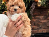 ÜST KALİTE SAĞLIKLI MALTİPOO YAVRULARIM
