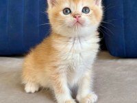 British shorthair erkek golden bebekler