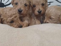 Maltipoo terrier köpeği