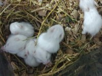 Albino hamster yavrular