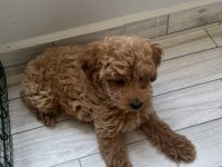 Safkan toy poodle yavrusu