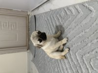 2 AYLIK PUG SAFKAN