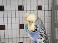 Kaliteli Renk Muhabbet Kuşları
