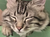 Baba British Anne Maine coon 5 aylık erkek Magnus