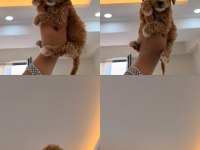 WC PET EĞİTİMLİ KORE TEACUP POODLE YAVRUMUZ