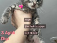 Anneleri Ankara Kedisi Yavrular