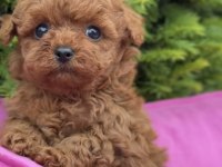 Toy Poodle Sağlıklı