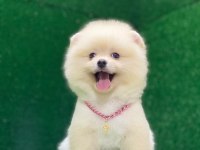 Pomeranian boo yavrumuz çok tatlı