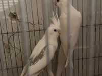 Erkek Albino Dişi Heavy