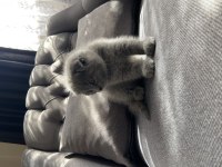 2 aylık yavru scottish fold sahiplendirme