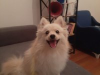 Özenle bakabilecek yeni bir aile arıyoruz ücretsiz köpeğim
