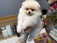 Minik pomeranian bebeklerimiz yeni yuvalarına gitmeye hazır
