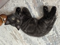 Çikolata british shorthair yavru
