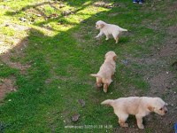 35 günlük macar golden retriever bebekler