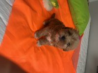Poodle ayarında maltipoo yavrularımız