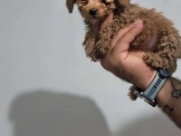 Poodle bebekleri