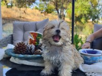 Sevimli Morkie Yavrular