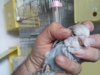 Çek ve Jumbo muhabbet kuşları