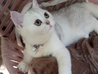 Safkan Şecereli Anne Babadan Silver Shaded Kedimiz