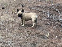 Micro 2 yaşında french bulldog kızımız