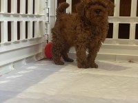 IRK GARANTİLİ TOY POODLE YAVRULARI