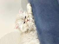 British longhair ns 11 silver