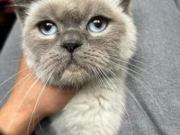 British shorthair kedime eş arıyorum