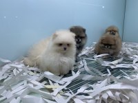 Ankarada yasal ruhsatlı çiftlikten pomeranian