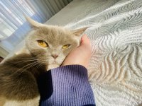 Luna 4 Yaşında Dişi Kısır Kedimiz