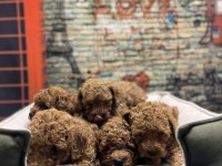 Irk garantili toy poodle yavrularımız @petclubadanaa