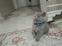 Ayı surat british shorthair