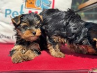 Petmode köpek çiftliğinden tea cup yorkshire terrier