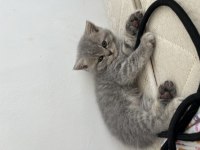 British shorthair 2 aylık yavrular