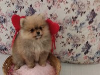 Dünyalar Güzeli Pomeranian Bo Dişi Yavru