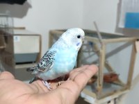 Ele Alıştırmalık Konuşturmalık Muhabbet Kuşlar Mevcuttur