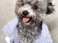 Türkiyedeki Tek Gerçek Safkan Dişi Silver Toy Poodle