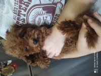 ALTI AYLIK İKİ DİŞİ KORE POODLE