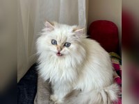 Üst kalite son erkek british longhair yavrum