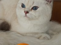 Full Şecereli Safkan British Shorthair Yavrularımız
