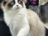 Arina s Ragnia nin Şecereli Şampiyon Ragdoll Bebekleri
