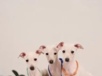 İtalyan Tazısı Greyhound