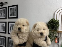Üst Kalitede Mor Dil Chow Chow Yavrumuz