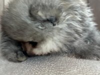 Orjinal ayı suratlı pomeranian yavruları