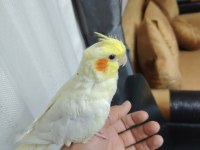 Ele Alışkın Sultan Yavrusu