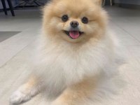 POMERANİAN BOO BEBEKLERİM
