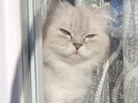 British shorthair yavru kedimiz