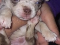 Chihuahua (şivava) süper eğitimli insan sever
