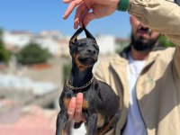 King siyah kızıl doberman yavrular