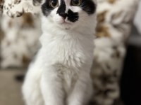 3 AYLIK ERKEK KEDİMİZ SATIN ALMA SAHİPLEN